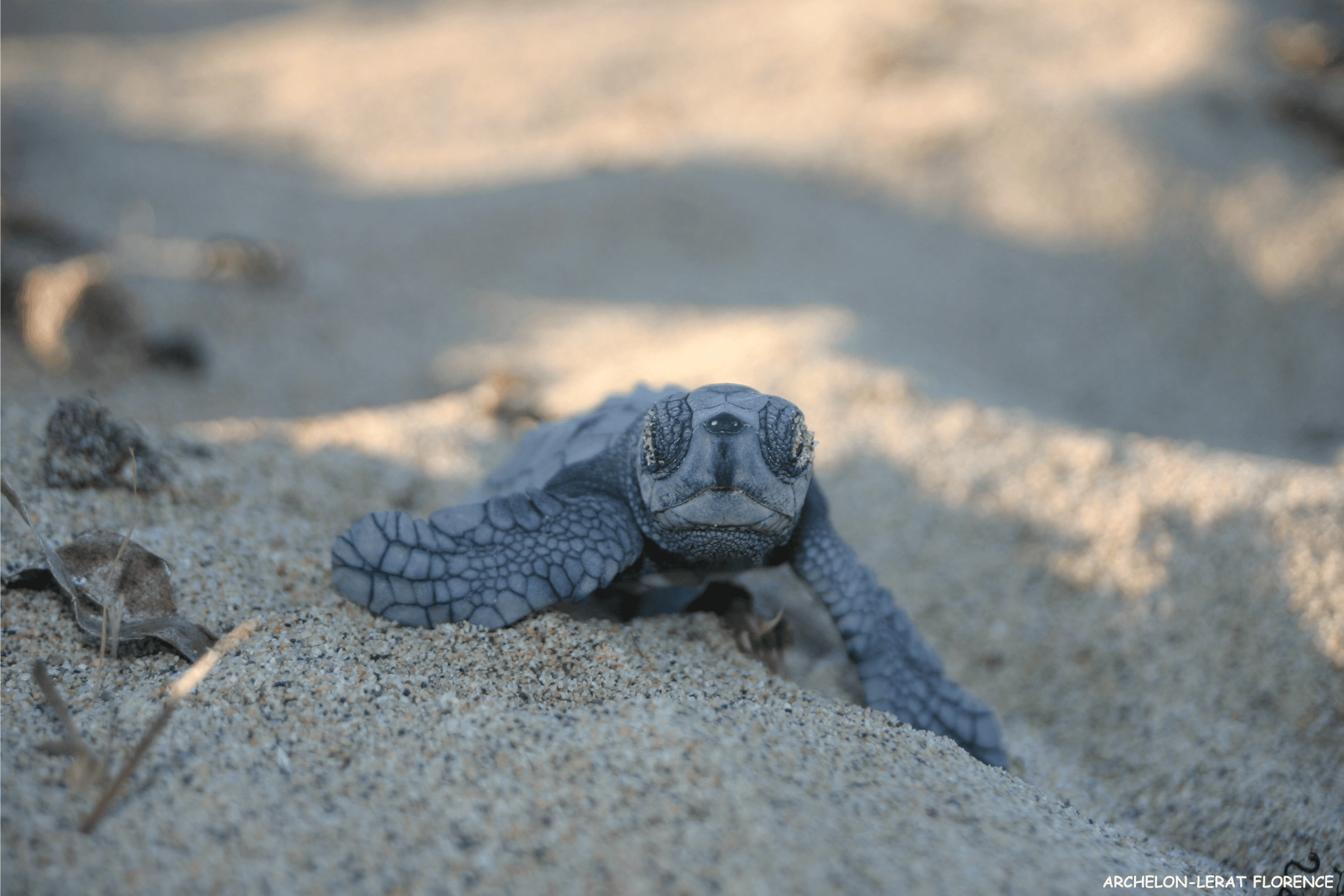 Γενικές πληροφορίες για να προστατέψεις τις θαλάσσιες χελώνες